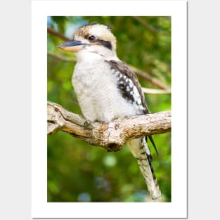 Laughing Kookaburra Posters and Art